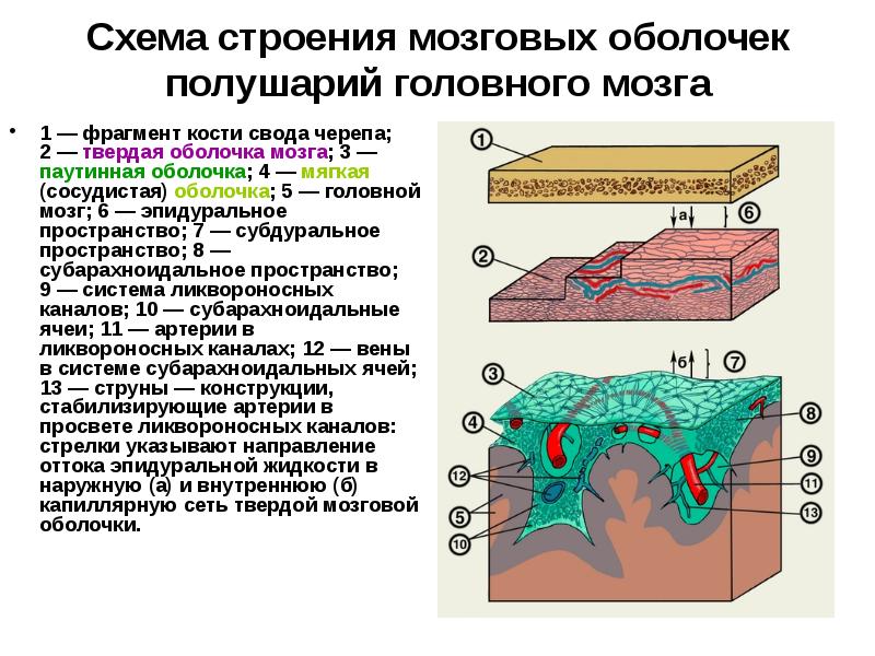 Презентация по гистологии нервная система