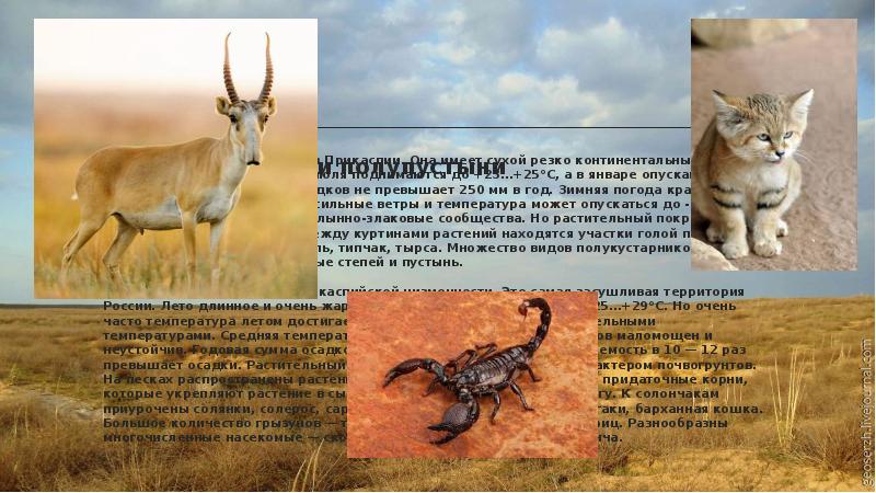Средняя температура июля в полупустынях. Климат полупустынь в России. Животный мир полупустынь в России. Животные резко континентального климата. Животные степей и полупустынь.
