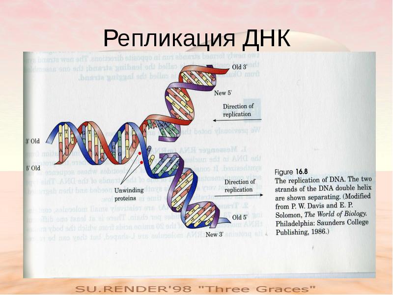 Репликация удвоение молекул днк происходит в периоде. Репликация днк. репликация днк егэ биология. репликация это в биологии. репликация днк егэ.