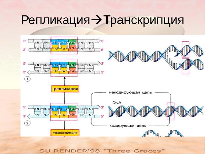 Матричная транскрибируемая цепь днк