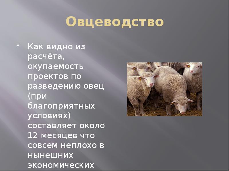 Кормление овец презентация