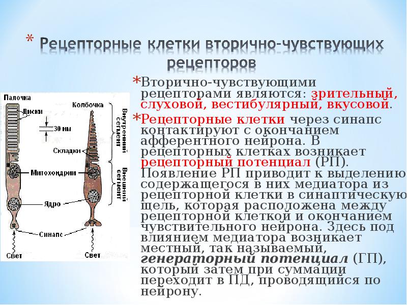 Рецепторами являются. Рецепторный потенциал фоторецепторов. Механизм возникновения рецепторного потенциала. Рецепторный потенциал обусловлен. Что такое рецепторный потенциал фоторецепторной клетки?.