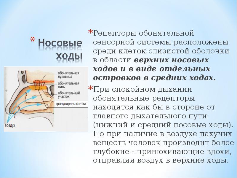 Обонятельные рецепторы. Рецепторы обонятельной системы. Обонятельная сенсорная система: обонятельные рецепторы. Рецепторы сенсорных систем. Обонятельные рецепторы расположены в слизистой оболочке.