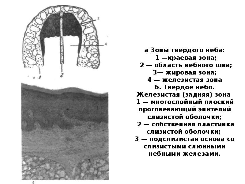 Рисунок твердого неба