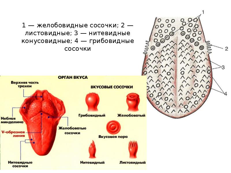 Нитевидные сосочки фото