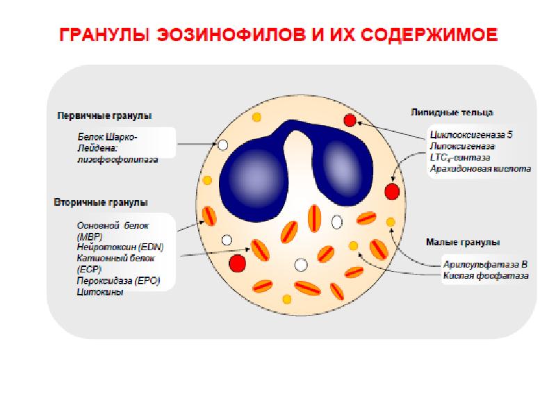 Цитоплазма эозинофилов. Специфические гранулы эозинофилов содержат:. Гранулы эозинофилы содержит. Эозинофилы содержимое гранул. Эозинофилы состав гранул.