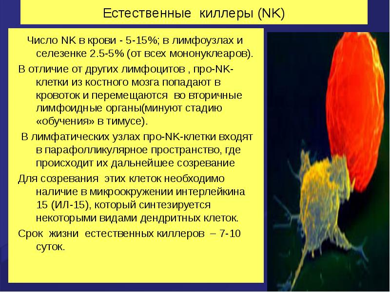 Естественные киллеры презентация