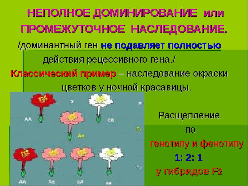 НЕПОЛНОЕ ДОМИНИРОВАНИЕ или
НЕПОЛНОЕ ДОМИНИРОВАНИЕ или
НЕПОЛНОЕ ДОМИНИРОВАНИЕ или
НЕПОЛНОЕ ДОМИНИРОВАНИЕ или