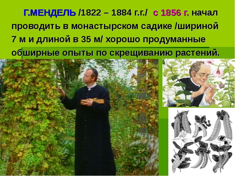 Г.МЕНДЕЛЬ /1822 – 1884 г.г./ с 1856 г. начал
Г.МЕНДЕЛЬ /1822 – 1884 г.г./ с 1856 г. начал