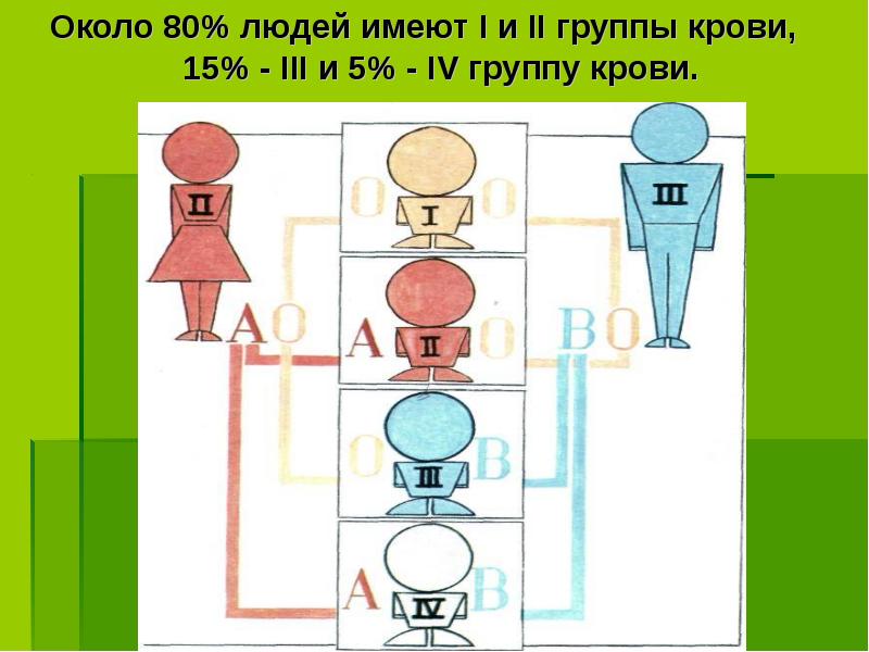 Около 80% людей имеют I и II группы крови, Около 80% людей имеют I и II группы крови,