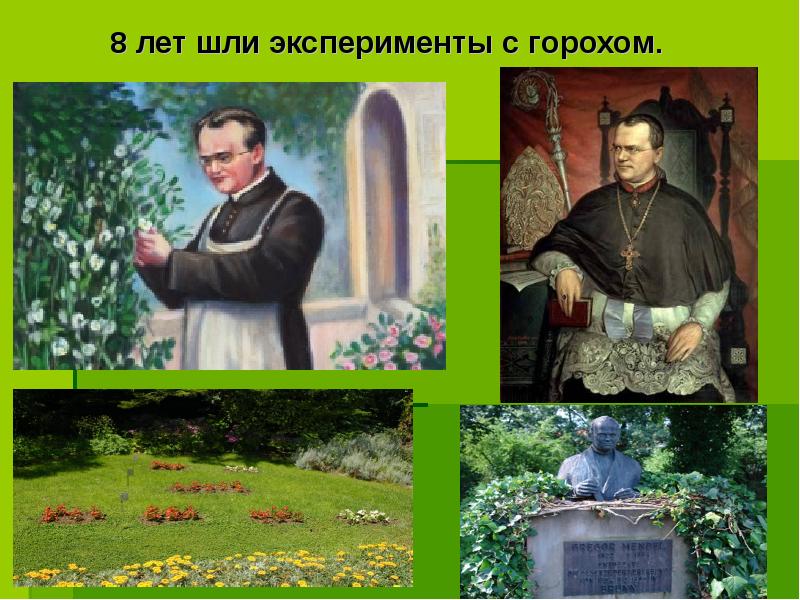 8 лет шли эксперименты с горохом.
8 лет шли эксперименты с горохом.