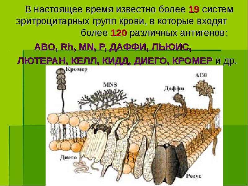 В настоящее время известно более 19 систем эритроцитарных групп крови, в В настоящее время известно более 19 систем эритроцитарных групп крови, в