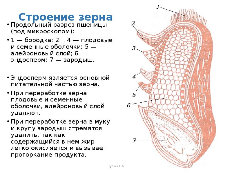 Зерна пшеницы схема