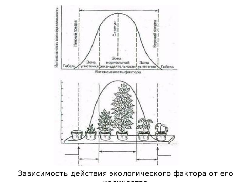 Зависимость действия. Зависимость действия экологического фактора от его количества. Зоны действия экологических факторов. Зависимость действия экологического фактора от его интенсивности. Схема действия экологического фактора на растение.