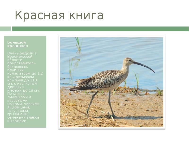 Красная книга воронежской области животные фото