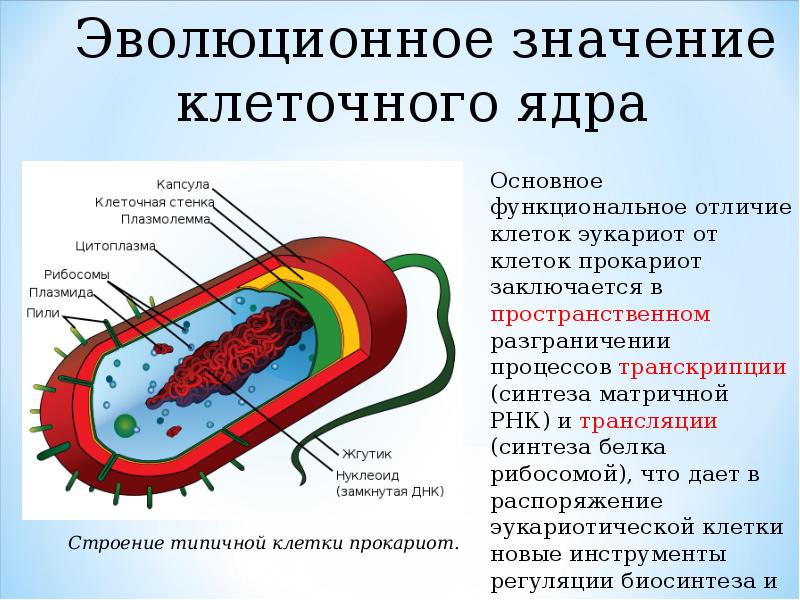 Имеют ядро прокариоты или эукариоты