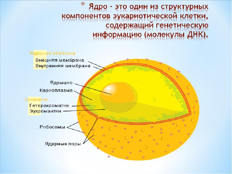 Ядро рисунок биология