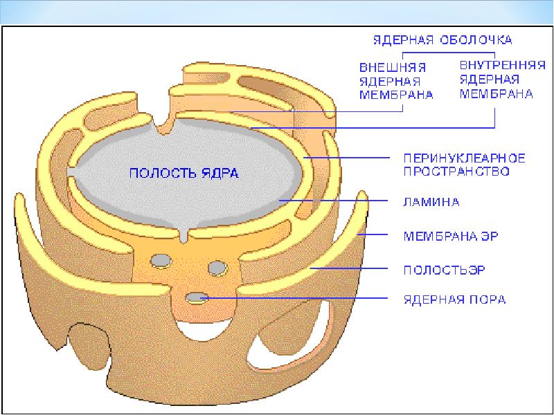 Презентация на тему ядро клетки