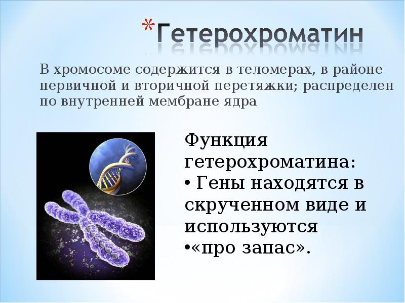 Сколько хромосом содержит эритроциты