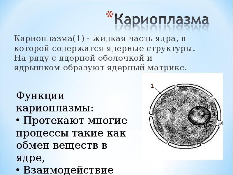 Кариоплазма. Ядерный сок кариоплазма. Функции кариоплазмы в ядре. Ядерный сок кариоплазма строение. Ядро клетки нуклеоплазма.