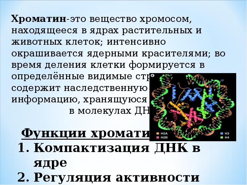 Что собой представляет хроматин. Хроматин строение и функции. Хроматин функции. Хроматин структурный компонент клетки. Хроматин структура и функции.