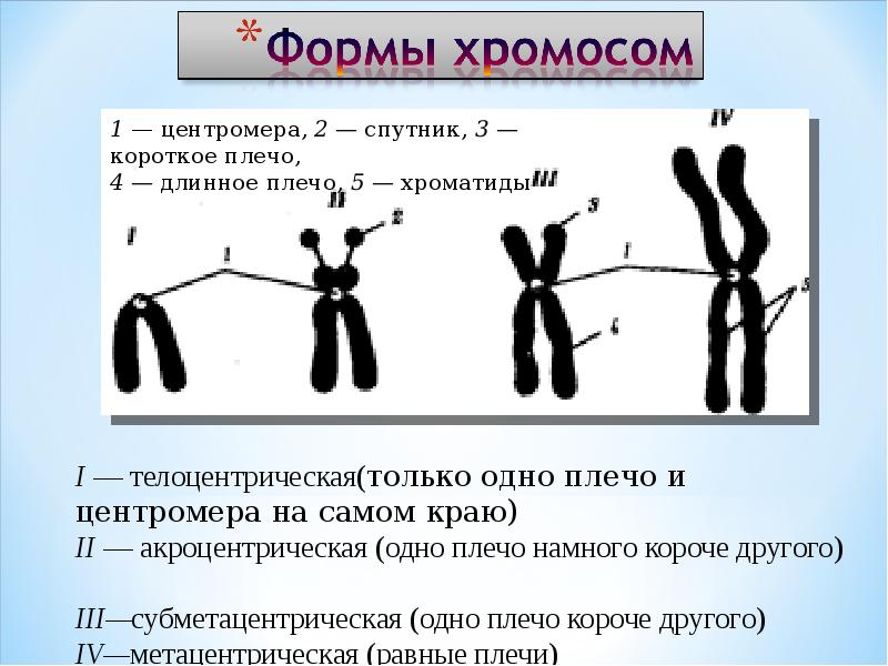 Хромосомы функции 6 класс. Хромосомы функции 6 класс