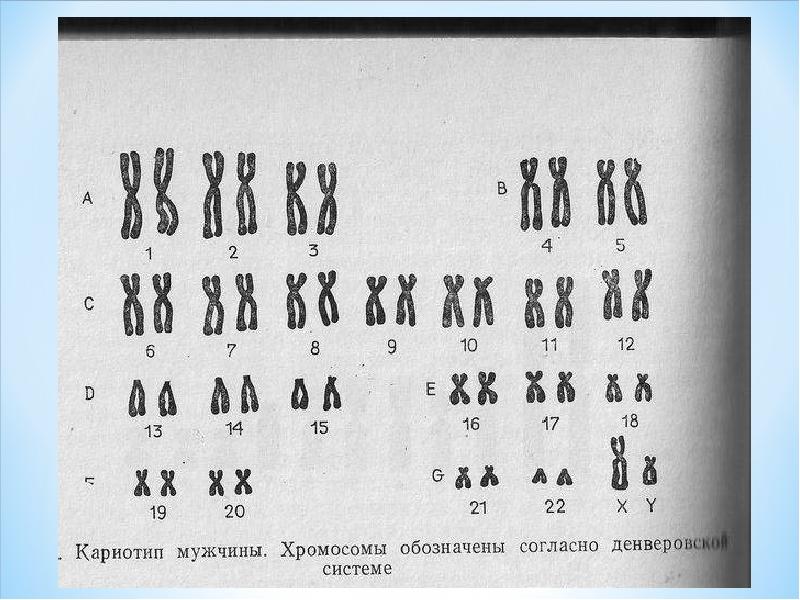 Y хромосома человека. Хромосомы мужчины. Мужские и женские хромосомы. Мужские хромосомы у человека. Женские хромосомы у человека.