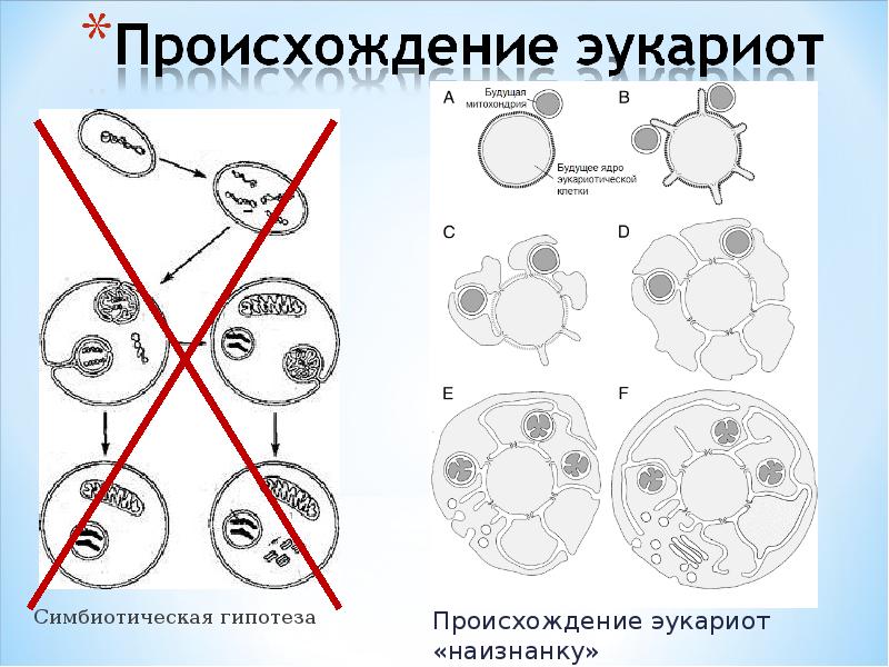 Гипотезы возникновения эукариот. Гипотеза происхождения ядра в клетке. Симбиотическая гипотеза. Возникновение ядра клетки. Симбиотическая гипотеза возникновения эукариот.