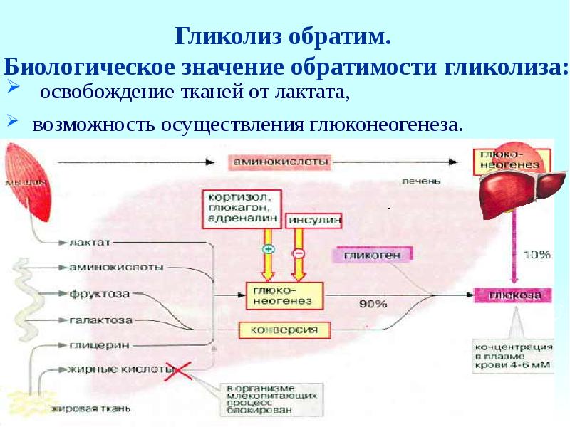 Гликолиз обмен