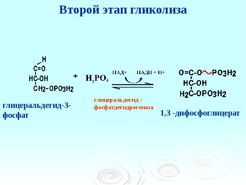 Этапы гликолиза