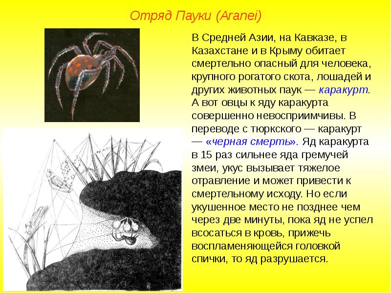 Проект про пауков 2 класс