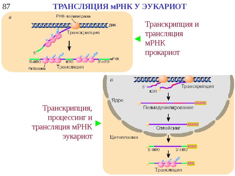 Презентация регуляция транскрипции и трансляции в клетке и организме