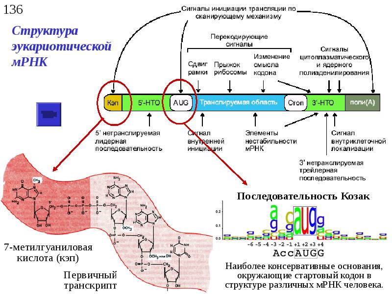 Митохондрия рнк. Структура ИРНК эукариот. Структура матричной РНК эукариот. Матричная РНК эукариот строение. Строение МРНК эукариот.