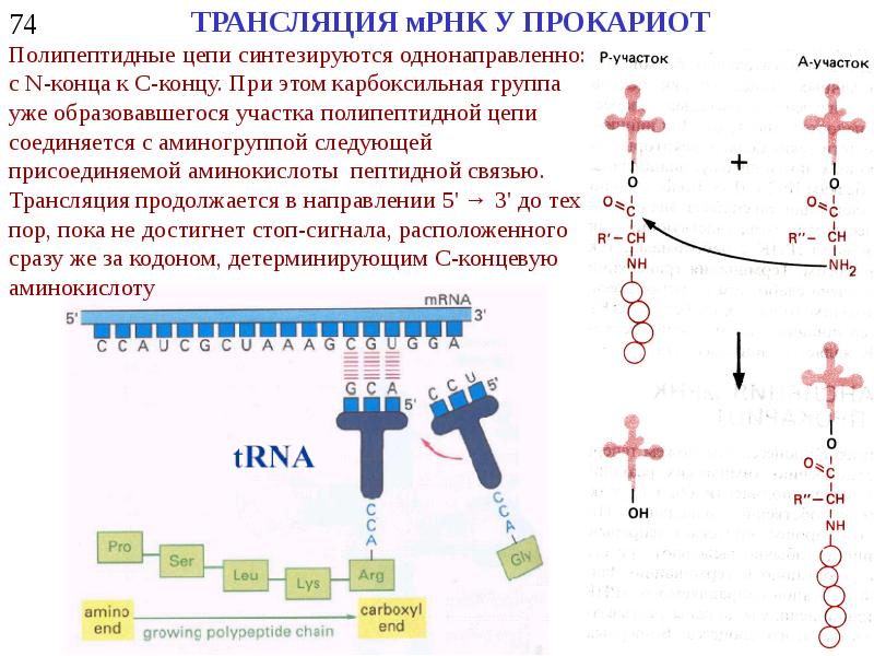 В трансляции принимает участие. Направление синтеза новых цепей в трансляции. Трансляция структура ТРНК. Строение ТРНК. Трансляция МРНК.
