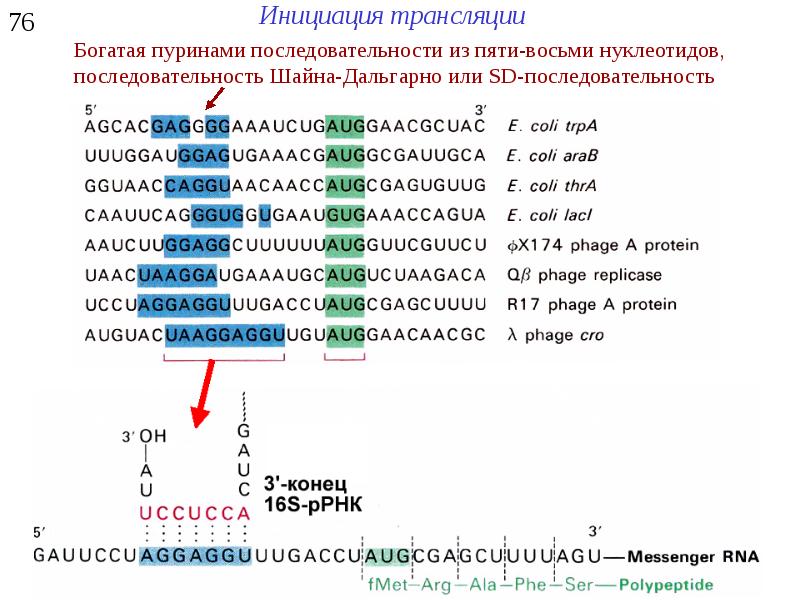 Инициация последовательность. Последовательность Шайна-Дальгарно. РНК последовательность Шайна Дальгарно. Инициация трансляции у прокариот последовательность Шайна Дальгарно. Последовательность Шайна Дальгарно у прокариот.