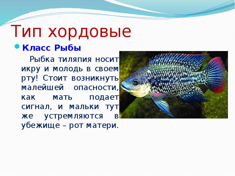 Презентация на тему забота о потомстве 9 класс