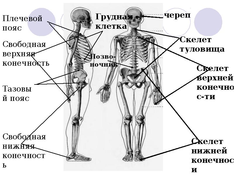 Анатомия человека презентация