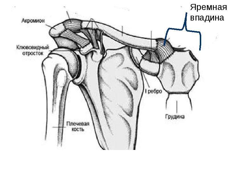 Плечевой сустав анатомия человека рисунок