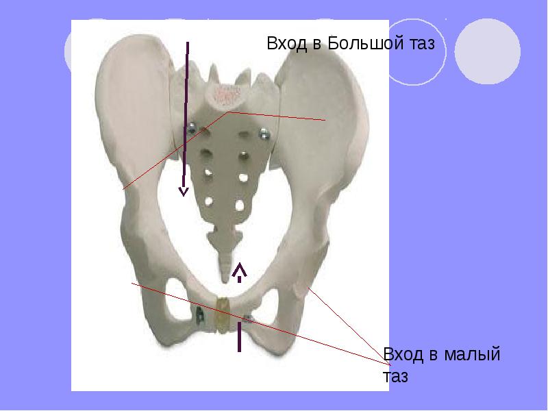 Вошел в малую. Большой и малый таз. Полость большого таза. Большой и малый таз границы. Большой и малый таз строение.