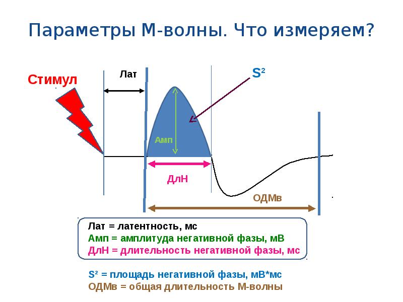 Амплитуда санкт петербурга. Электронейромиография м ответ. М ответ при ЭНМГ. F-волна ЭНМГ. М-ответ на ЭМГ.