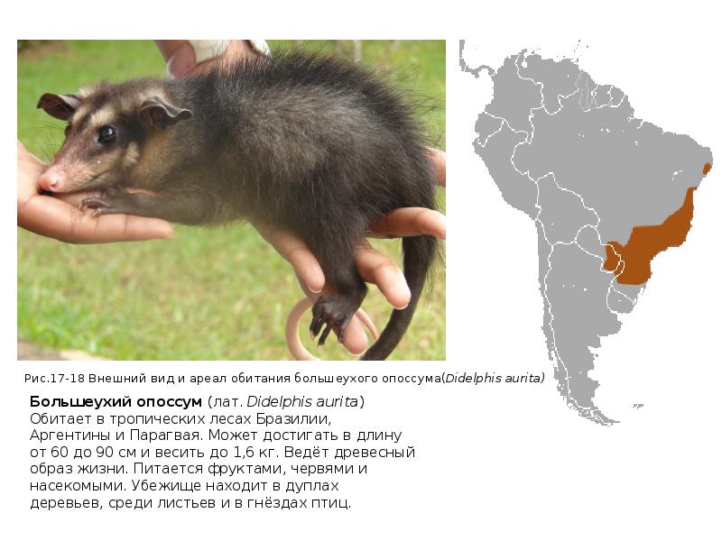 Презентация про опоссума