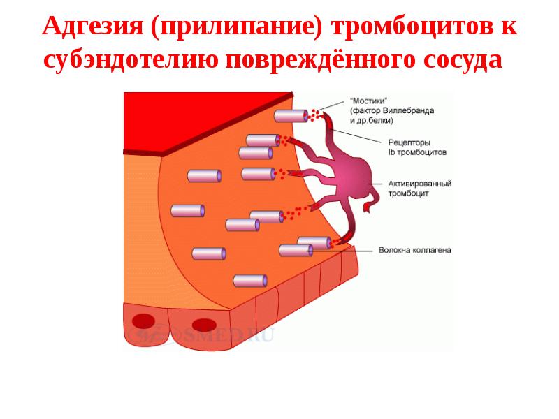 Патология гемостаза презентация