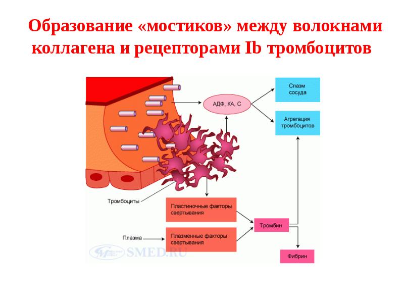 Схема образования тромбоцитов