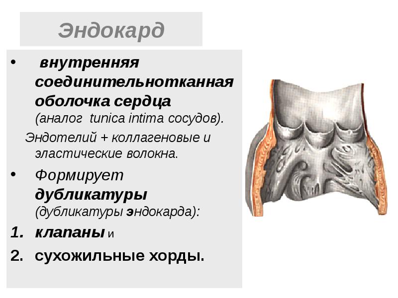 Эндокард  внутренняя соединительнотканная оболочка сердца     (аналог