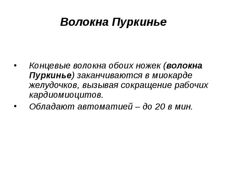 Волокна Пуркинье   Концевые волокна обоих ножек (волокна Пуркинье) заканчиваются