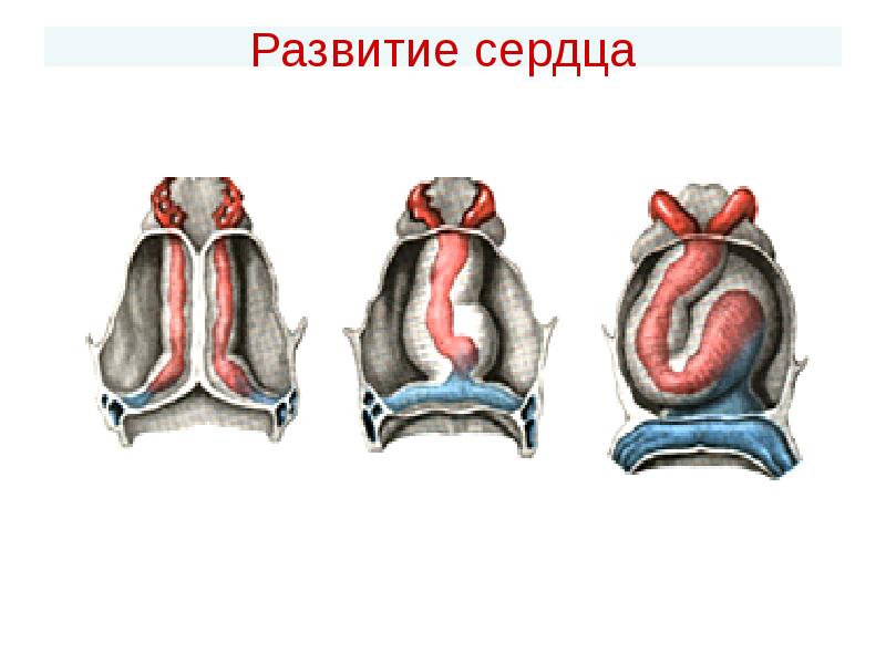 Развитие сердца