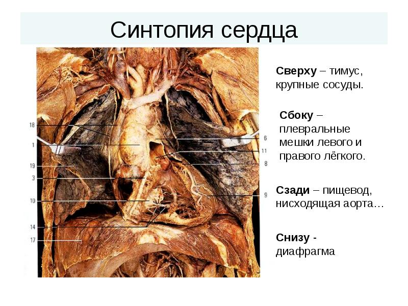 Синтопия сердца