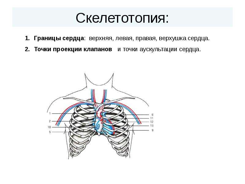 Топография сердца схема