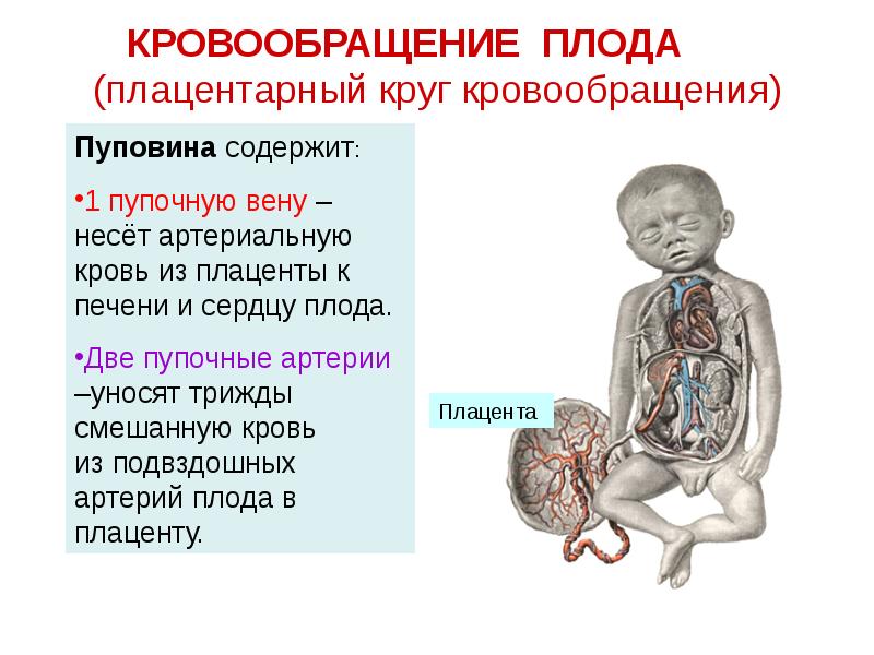 КРОВООБРАЩЕНИЕ ПЛОДА    (плацентарный круг кровообращения)