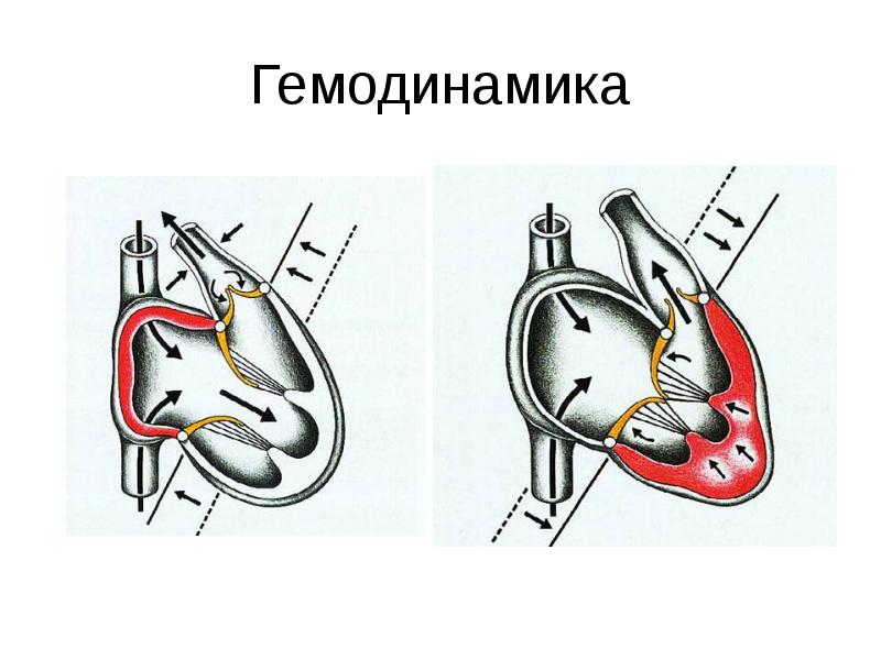 Гемодинамика